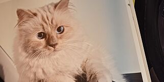 image: Katten kan arve Karl Lagerfelds kjempeformue