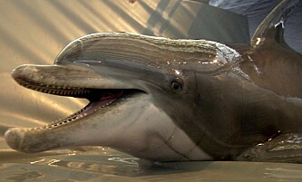 Mandatory Credit: Photo by Brien Aho/REX (410506j)
Spetz, a Bottle Nose Dolphin belonging to Commander Task Unit CTU-55.4.3, is beached up on a transfer mat before going out on a training mission from the well deck of the USS Gunston Hall (LSD 44) operating in the Arabian Gulf. CTU-55.4.3 is a multinational team conducting deep / shallow water mine counter measure operations to clear shipping lanes for humanitarian relief - 17 Mar 2003
IRAQ WAR - 2003 Mandatory Credit: Photo by Brien Aho/REX (410506j)
Spetz, a Bottle Nose Dolphin belonging to Commander Task Unit CTU-55.4.3, is beached up on a transfer mat before going out on a training mission from the well deck of the USS Gunston Hall (LSD 44) operating in the Arabian Gulf. CTU-55.4.3 is a multinational team conducting deep / shallow water mine counter measure operations to clear shipping lanes for humanitarian relief - 17 Mar 2003
IRAQ WAR - 2003