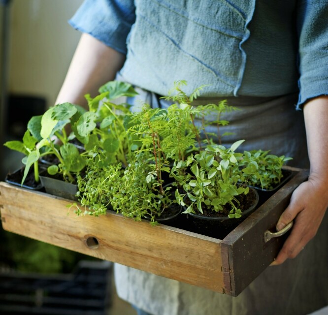 Når plantene er store nok til å bli plantet ut i hagen, må de gradvis vennes til kulden. Sett dem derfor utendørs kun en time eller to hver dag i en uke. Når plantene er store nok til å bli plantet ut i hagen, må de gradvis vennes til kulden. Sett dem derfor utendørs kun en time eller to hver dag i en uke.