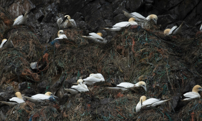 WORSHIPS: More than 500,000 birds - including puffins, porcupine, storjo and top shrubs nest on Runde every year. Photo: Roger Brendhagen WORSHIPS: More than 500,000 birds - including puffins, porcupine, storjo and top shrubs nest on Runde every year. Photo: Roger Brendhagen