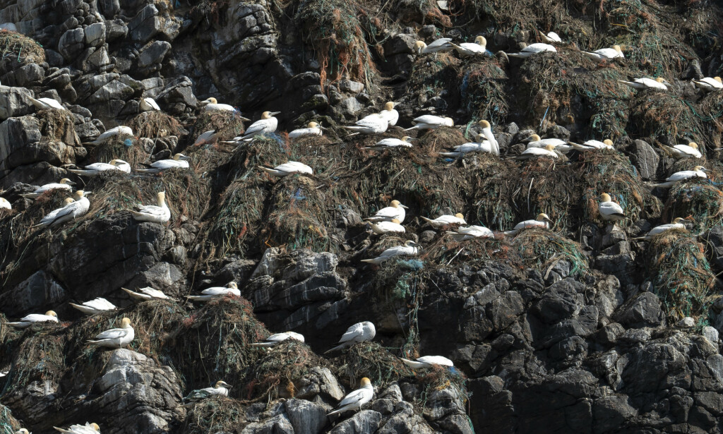REIR: The bird owl has built nests of yarn, plastic and waste on the island of Runde on Sunnmøre. Photo: Roger Brendhagen REIR: The bird owl has built nests of yarn, plastic and waste on the island of Runde on Sunnmøre. Photo: Roger Brendhagen