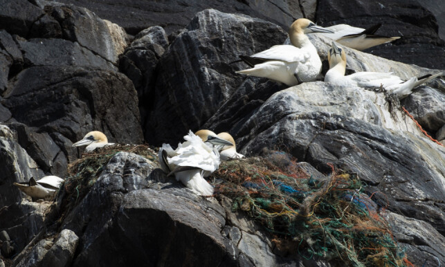 Death Field: Brendghagen describes the nest as pure deaths. - The birds are stuck in nets, ropes and trash, he says. Photo: Roger Brendhagen Death Field: Brendghagen describes the nest as pure deaths. - The birds are stuck in nets, ropes and trash, he says. Photo: Roger Brendhagen