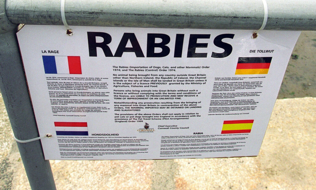 image: Årlig dør 60 000 av rabies