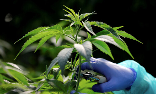 HAMP: Dette er hampplanten som inneholder cannabis, virkestoffet i marihuana og hasj. Foto: NTB scanpix HAMP: Dette er hampplanten som inneholder cannabis, virkestoffet i marihuana og hasj. Foto: NTB scanpix