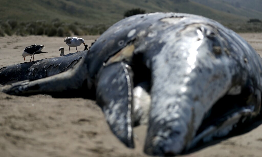 SPISES: Måker spiser av et av de døde hvalkadavrene. Foto: NTB Scanpix SPISES: Måker spiser av et av de døde hvalkadavrene. Foto: NTB Scanpix