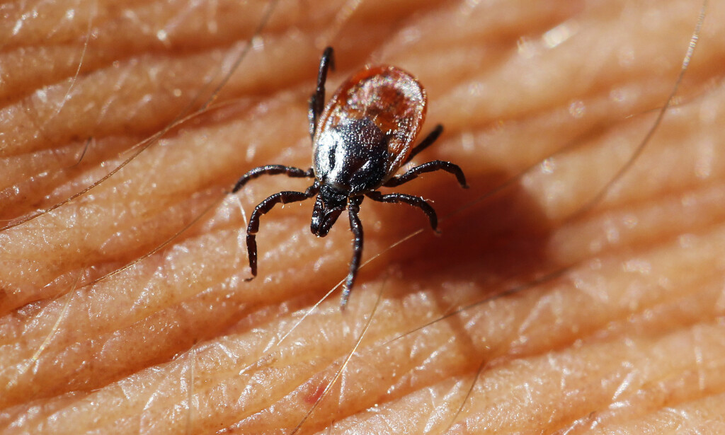 BIOLOGISK VÅPEN? USAs forsvarsdepartement skal undersøke om flåtten kan ha blitt brukt som et biologisk våpen. Foto: Erlend Aas / NTB scanpix