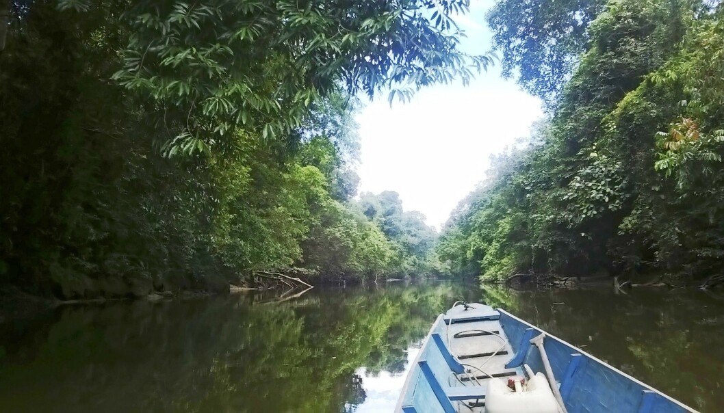 Borneo, 2016. -Etter at vi hadde spurt oss rundt i en liten landsby, meldte en eldre mann seg til å skysse oss langt oppover elven. FOTO: Privat Borneo, 2016. -Etter at vi hadde spurt oss rundt i en liten landsby, meldte en eldre mann seg til å skysse oss langt oppover elven. FOTO: Privat
