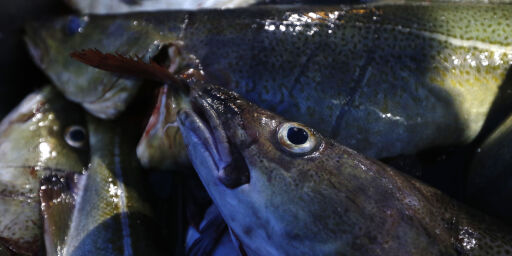 image: Alarmerende økning i fiskesmugling: - Miljøkriminalitet