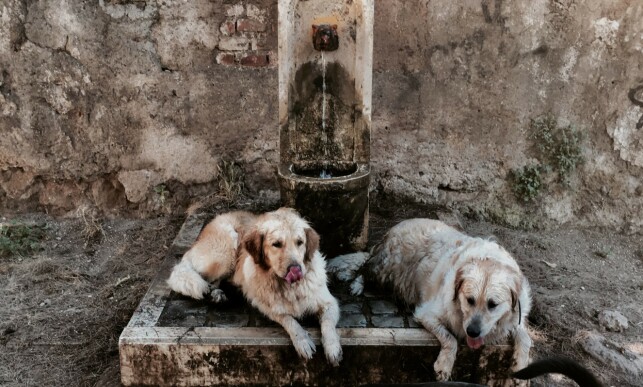 HVILER: To hunder hviler ved foten av en fontene i Roma. Foto: Tiziana Fabi / AFP HVILER: To hunder hviler ved foten av en fontene i Roma. Foto: Tiziana Fabi / AFP
