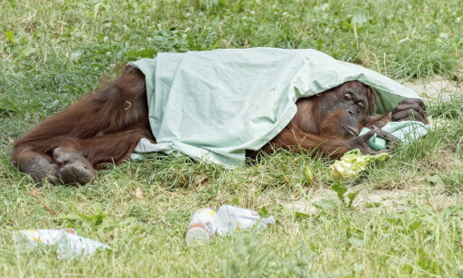 VARMT: En orangutang har søkt tilflukt under et teppe i dyrehagen i Wien. Foto: Vienna Zoo / AP / NTB scanpix VARMT: En orangutang har søkt tilflukt under et teppe i dyrehagen i Wien. Foto: Vienna Zoo / AP / NTB scanpix
