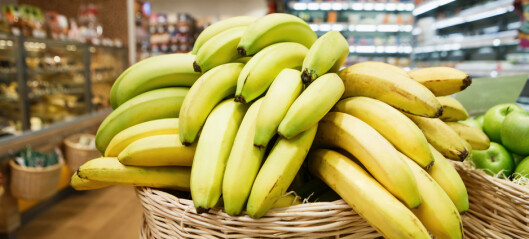 Sopputbrudd: Kan bety slutten for bananen vi spiser i Norge Sopputbrudd: Kan bety slutten for bananen vi spiser i Norge