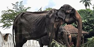 image: Raser etter bilde av utmagret elefant