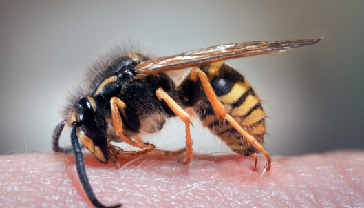 KAN DREPE: De fleste tåler vepsestikk godt - men for allergikere kan et stikk få fatale konsekvenser. FOTO: Shutterstock. KAN DREPE: De fleste tåler vepsestikk godt - men for allergikere kan et stikk få fatale konsekvenser. FOTO: Shutterstock.