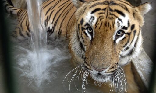 image: To drept av ville tigre de siste dagene