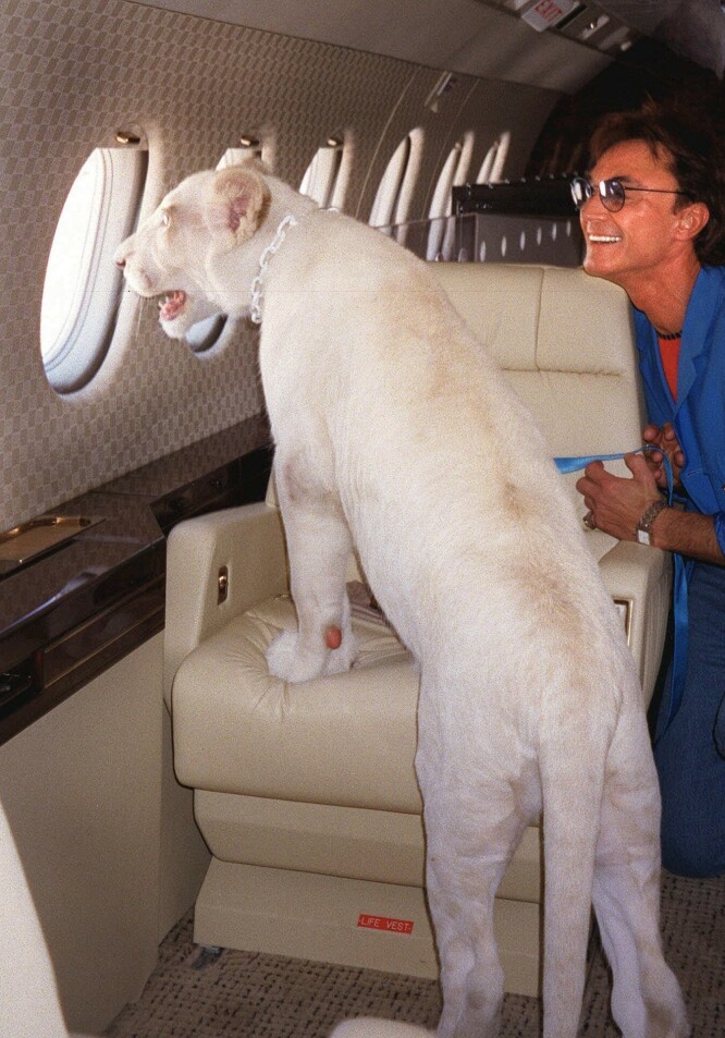 BEREIST KATT: Roy Horn i privatfly med en av duoens hvite løver i kabinen. FOTO: NTBScanpix BEREIST KATT: Roy Horn i privatfly med en av duoens hvite løver i kabinen. FOTO: NTBScanpix