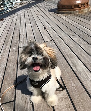 <strong>STORSJARMØR:</strong> Maria Mena gjør alt for å skjerme hunden sin fra sykdommen. Foto: Privat <strong>STORSJARMØR:</strong> Maria Mena gjør alt for å skjerme hunden sin fra sykdommen. Foto: Privat