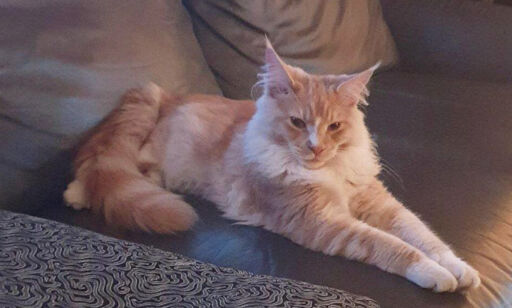 image: Fant katten med stikkskader: - Jeg ble kvalm og sint