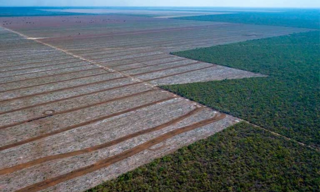 LOVLIG AVSKOGING: I Cerrado i Brasil avskoges store områder, helt lovlig. Nå jobber miljøorganisasjonene for å få med Brasils president - og selskapene som opererer i området - på en avtale lik den som ble gjort for soya i Amazonas. Foto: Jim Wickens, Ecostorm / Mighty Earth