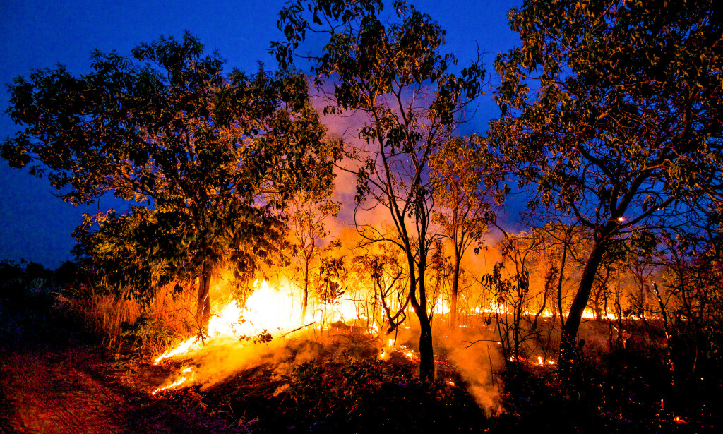 DAGLIGDAGS: Det er ikke bare Amazonas som brenner. I Cerrrado, sør i Brasil, ryddes skog i stortstilt tempo med myndighetenes velsignelse. Foto: Mighty Earth