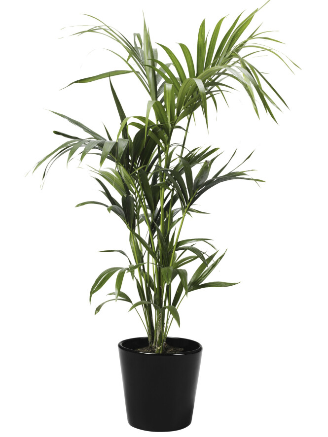 Plante (kr 700, Plantasjen). FOTO: Produsenten Plante (kr 700, Plantasjen). FOTO: Produsenten