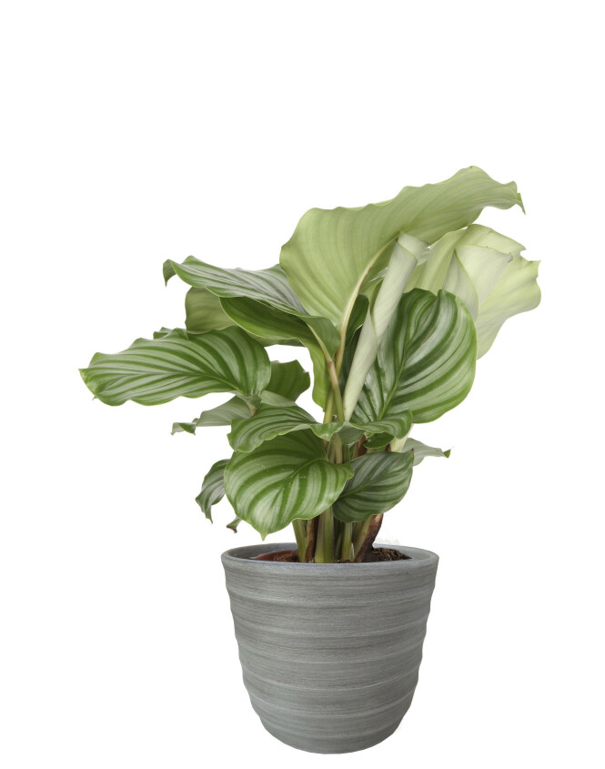 Plante (kr 150, Plantasjen). FOTO: Produsenten Plante (kr 150, Plantasjen). FOTO: Produsenten