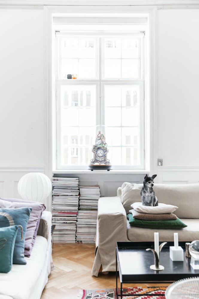 Mai-Britts hund elsker å sitte majestet isk på en stabel av puter og er ikke interessert i å bytte ut sofaen med det første. FOTO: Julie Wittrup og Mikkel Dahlstrøm/Another Studio Mai-Britts hund elsker å sitte majestet isk på en stabel av puter og er ikke interessert i å bytte ut sofaen med det første. FOTO: Julie Wittrup og Mikkel Dahlstrøm/Another Studio