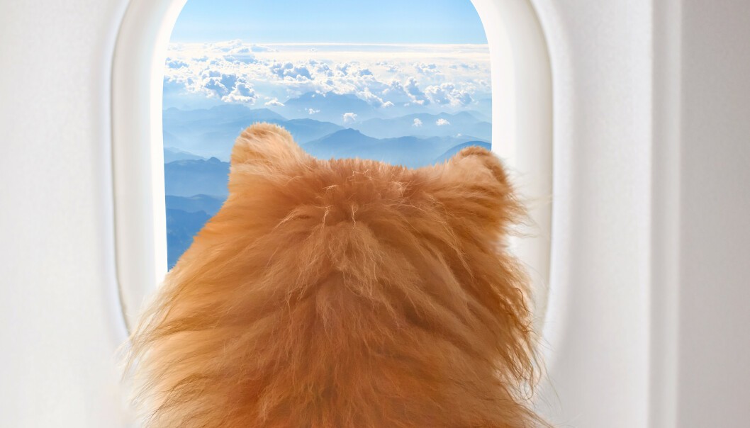 SER LITT PÅ LIVET: Veldig små hunder kan reise i flykabinen, men reglene varierer hos de forskjellige selskapene. FOTO: NTBScanpix SER LITT PÅ LIVET: Veldig små hunder kan reise i flykabinen, men reglene varierer hos de forskjellige selskapene. FOTO: NTBScanpix