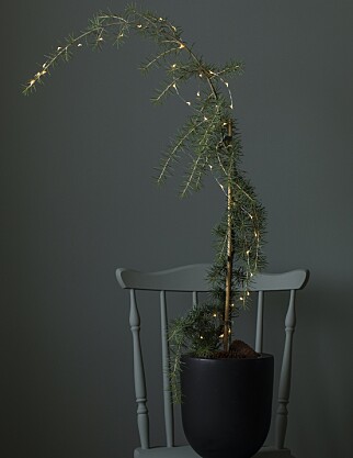 SEDERTRE: Et alternativt juletre. Foto: Mester Grønn. SEDERTRE: Et alternativt juletre. Foto: Mester Grønn.