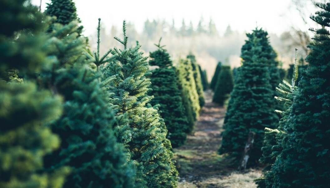 AKKLIMATISER: - La gjerne juletreet stå ute i kjølig vær inntil du skal bruke det. Ute er holdbarheten best, sier ekspert. FOTO: Scanpix AKKLIMATISER: - La gjerne juletreet stå ute i kjølig vær inntil du skal bruke det. Ute er holdbarheten best, sier ekspert. FOTO: Scanpix