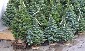 image: Her struper Coop juletresalget