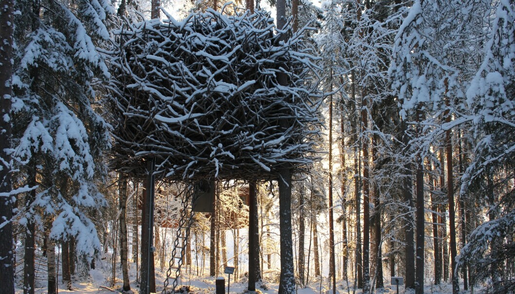Foto: The Bird's Nest Foto: The Bird's Nest