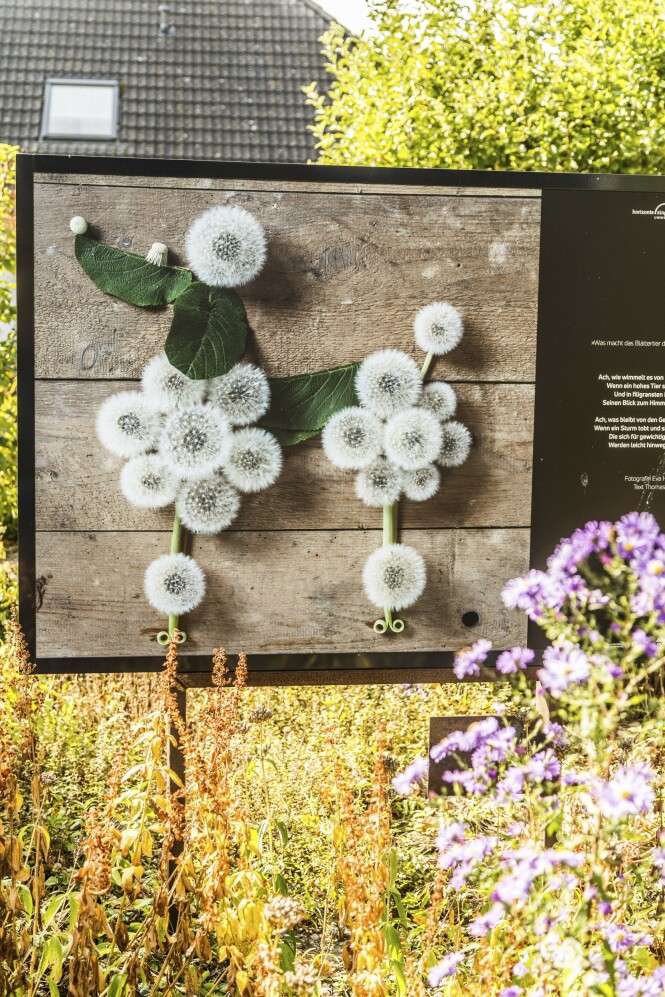 Bilde fra urtehagen til Museumshof Zingst. FOTO: Mikkel Bækgaard Bilde fra urtehagen til Museumshof Zingst. FOTO: Mikkel Bækgaard