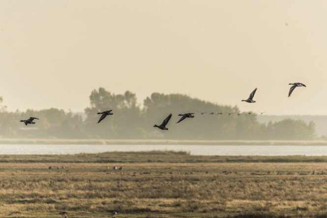 Nationalpark Vorpommersche Boddenlandschaft er et eldorado for naturelskere – og fugler, slik som disse gjessene. FOTO: Mikkel Bækgaard Nationalpark Vorpommersche Boddenlandschaft er et eldorado for naturelskere – og fugler, slik som disse gjessene. FOTO: Mikkel Bækgaard