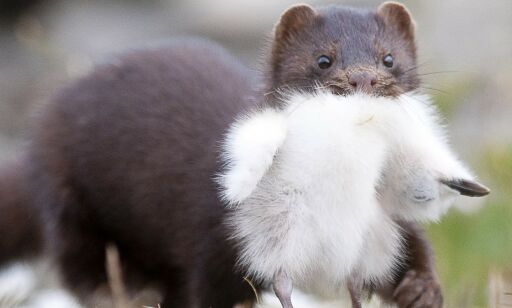 image: Påvist i isbjørn, mink og mark