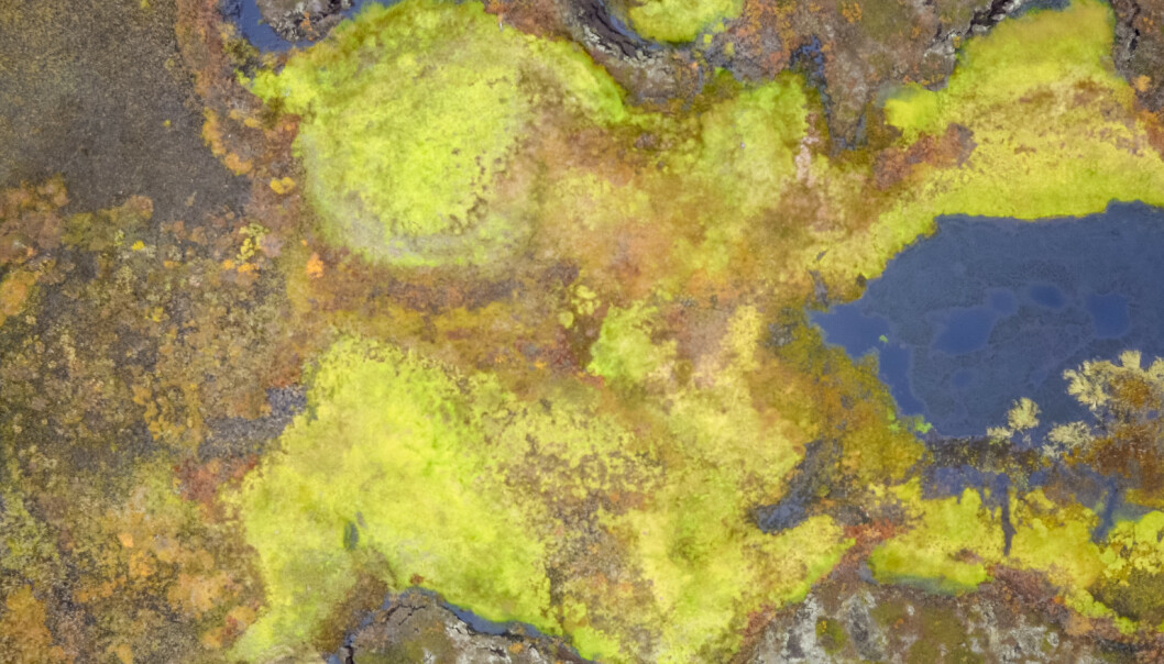 - Kan svelge snøskutere - Kan svelge snøskutere