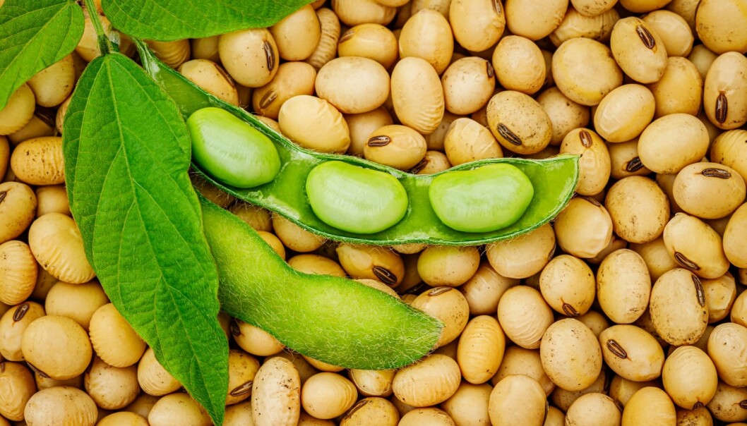 SOYABØNNER: Soyabønner inneholder cirka 40 prosent protein og er derfor spesielt bra for mennesker som ikke spiser kjøtt eller meieriprodukter. FOTO: NTB Scanpix SOYABØNNER: Soyabønner inneholder cirka 40 prosent protein og er derfor spesielt bra for mennesker som ikke spiser kjøtt eller meieriprodukter. FOTO: NTB Scanpix