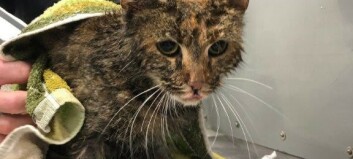 Katten Gerd (1) måtte spyles ut av rør Katten Gerd (1) måtte spyles ut av rør