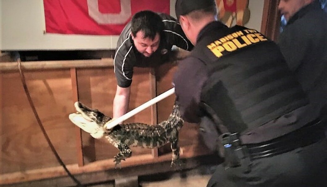 I SURRENDER: Alligatoren ble tatt hånd om av politiet og senere sendt til en reservat. FOTO: Skjermdump facebooksiden til Madison Township Police Department I SURRENDER: Alligatoren ble tatt hånd om av politiet og senere sendt til en reservat. FOTO: Skjermdump facebooksiden til Madison Township Police Department