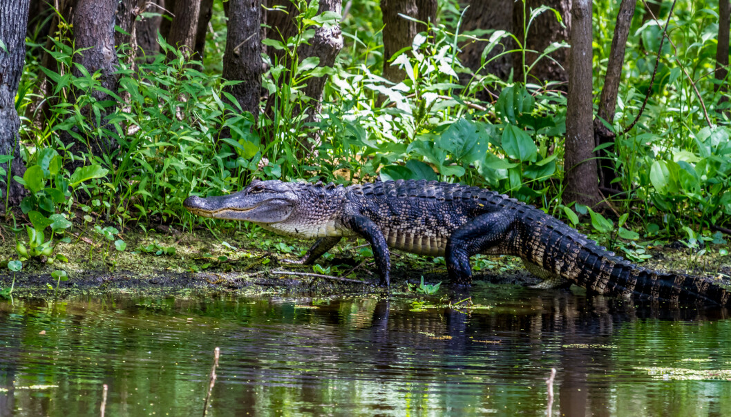 FRI GIGANT: Et blinkskudd av amerikansk alligator. Arten lever i det fri i de Sørøstlige delene av USA, blant annet i Florida. FOTO: NTBScanpix FRI GIGANT: Et blinkskudd av amerikansk alligator. Arten lever i det fri i de Sørøstlige delene av USA, blant annet i Florida. FOTO: NTBScanpix