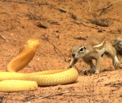 Image: - Aldri sett noe lignende