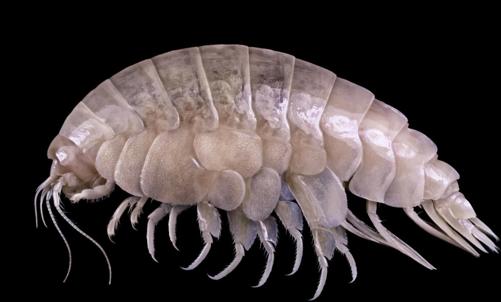 PLASTNAVN: «Eurythenes plasticus» heter den nye arten som ble oppdaget dypt nede i Marianegropen. Foto: WWF