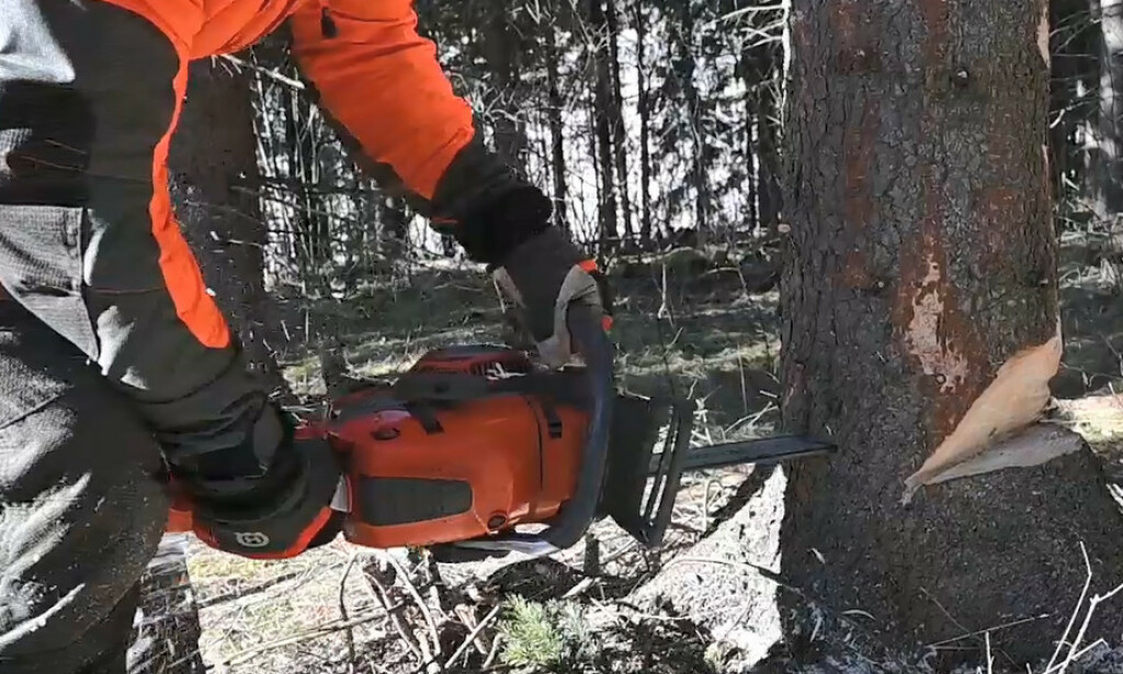 BRYTEKANT: Brytekanten er helt avgjørende for å få kontroll på fellinga. Foto: Rune M. Nesheim BRYTEKANT: Brytekanten er helt avgjørende for å få kontroll på fellinga. Foto: Rune M. Nesheim