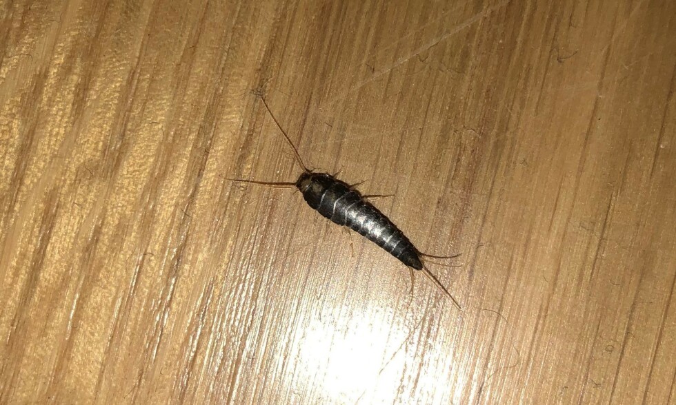 SØLVKRE I HJEMMET: Dette lille insektet er helt vanlig å ha i de fleste norske hjem. Nå forklarer eksperten hvordan du enklest fjerner dem. Foto: Norsk Hussoppforsikring SØLVKRE I HJEMMET: Dette lille insektet er helt vanlig å ha i de fleste norske hjem. Nå forklarer eksperten hvordan du enklest fjerner dem. Foto: Norsk Hussoppforsikring