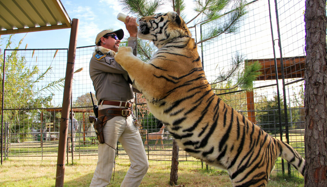 LILLEKATTEPUS: En av tigrene får flaske av matfar. I «Tiger King» kommer det frem at nærkontakten med tigrene ikke alltid har heldig utfall. FOTO: Netflix. LILLEKATTEPUS: En av tigrene får flaske av matfar. I «Tiger King» kommer det frem at nærkontakten med tigrene ikke alltid har heldig utfall. FOTO: Netflix.