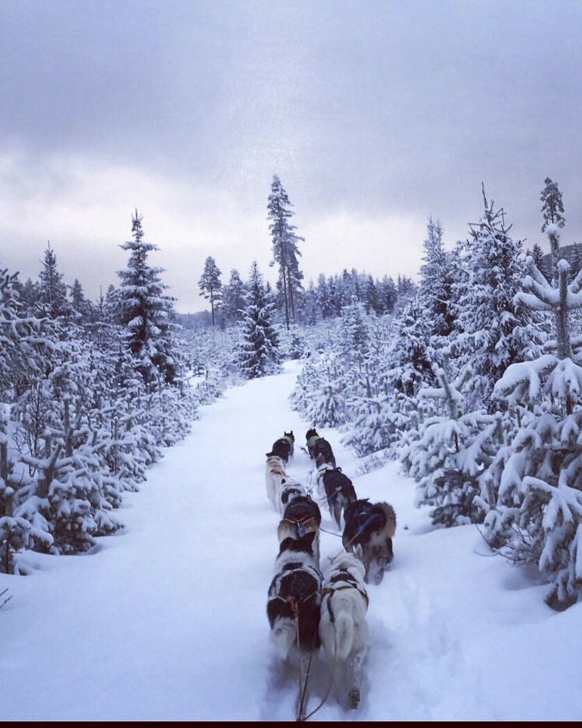 Av og til drar Eline til Finnskogen og kjører med hundeslede. FOTO: Privat Av og til drar Eline til Finnskogen og kjører med hundeslede. FOTO: Privat