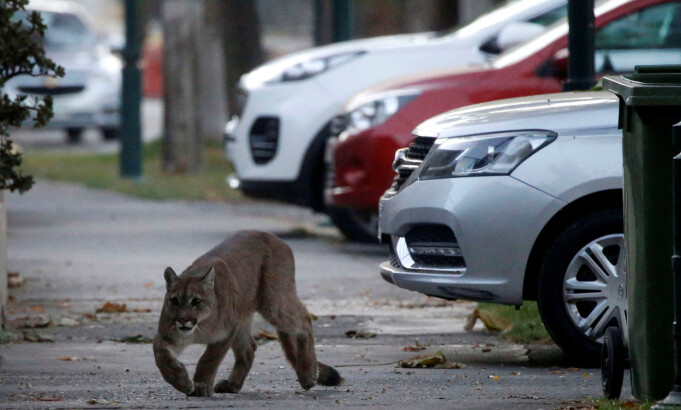 Her er en puma på tur i Chiles hovedstad Santiago. (Foto: Andres Pina/Reuters/NTB Scanpix) Her er en puma på tur i Chiles hovedstad Santiago. (Foto: Andres Pina/Reuters/NTB Scanpix)
