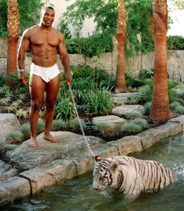 Mandatory Credit: Photo by Markson Sparks/REX (261215t)
MIKE TYSON PLAYING WITH PET TIGER
MIKE TYSON PLAYING WITH PET TIGER, LOS ANGELES, AMERICA - 1996