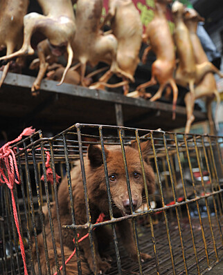 SMÅ BUR: Mange av hundene som blir drept og solgt, er stjålet eller gatehunder som bare er plukket opp. Foto: Shutterstock editorial SMÅ BUR: Mange av hundene som blir drept og solgt, er stjålet eller gatehunder som bare er plukket opp. Foto: Shutterstock editorial