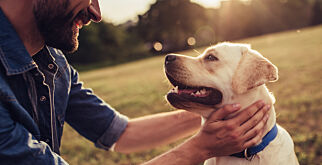 image: Forbyr spising av katt og hund