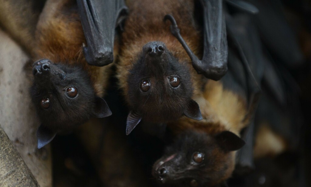 SMITTEBÆRER: Forskere har sporet viruset tilbake til flaggermus av typen flygerhunder, som hovedsakelig livnærer seg av frukt. Foto: Sam Panthaky / AFP / NTB Scanpix SMITTEBÆRER: Forskere har sporet viruset tilbake til flaggermus av typen flygerhunder, som hovedsakelig livnærer seg av frukt. Foto: Sam Panthaky / AFP / NTB Scanpix